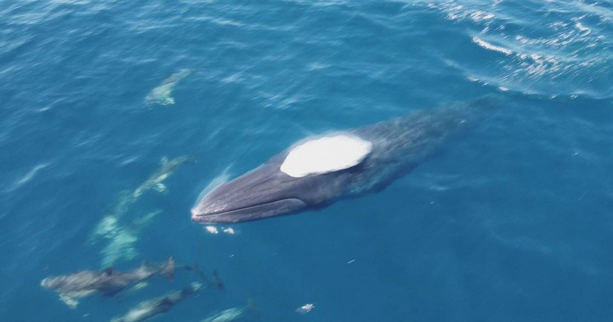 Avvistamento di balene tropicali sulla costa algarvia stimola il turismo e allerta la comunità scientifica