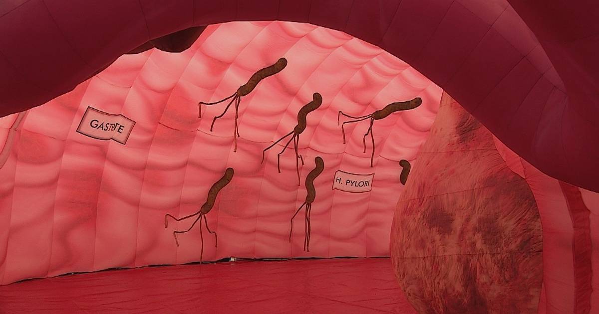 Kostenlose Ausstellung lädt dazu ein, den Verdauungstrakt in einem 18 Meter langen aufblasbaren Gebilde zu erkunden