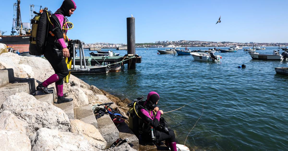 Dalla spesa al fiume, i carrelli del supermercato diventano la nuova casa dei cavallucci marini nel Tago