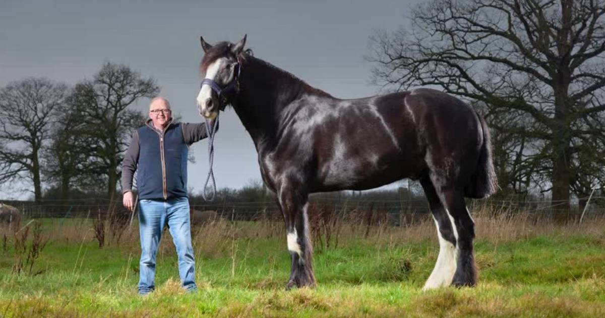 Ein Pferd mit fast zwei Metern und ein riesiger Föhn: lernen Sie die neuen Guinness-Rekorde kennen