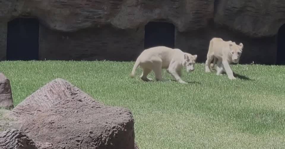 Weißes Fell und dunkle Augen: Seltene Löwen ziehen Hunderte von Besuchern in einen Zoo in Guatemala