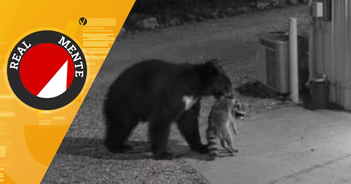 Sind Bilder, die zeigen, wie ein Bär ein verletztes Waschbär und einen Fuchs zu einem Rehabilitationszentrum bringt, echt?