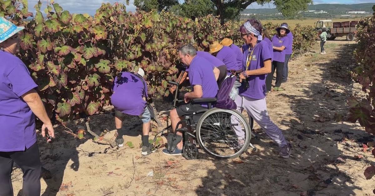 La vendemmia riunisce i sopravvissuti all'ictus e dà voce alla mancanza di supporti e alle difficoltà della riabilitazione