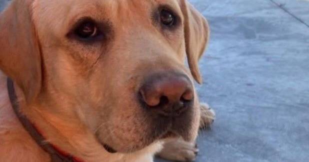 È morto Quino, il cane che ha salvato vite dopo i terremoti in Venezuela