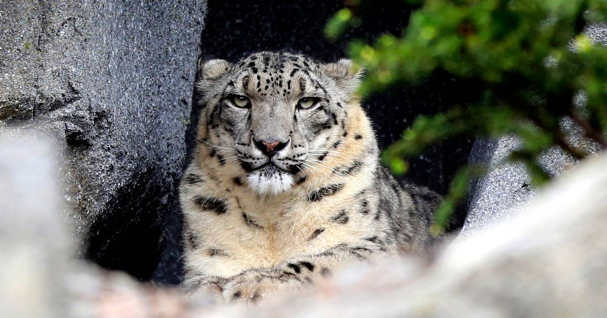 "Fantasma delle montagne": immagini rare mostrano leopardo delle nevi e cuccioli in Cina