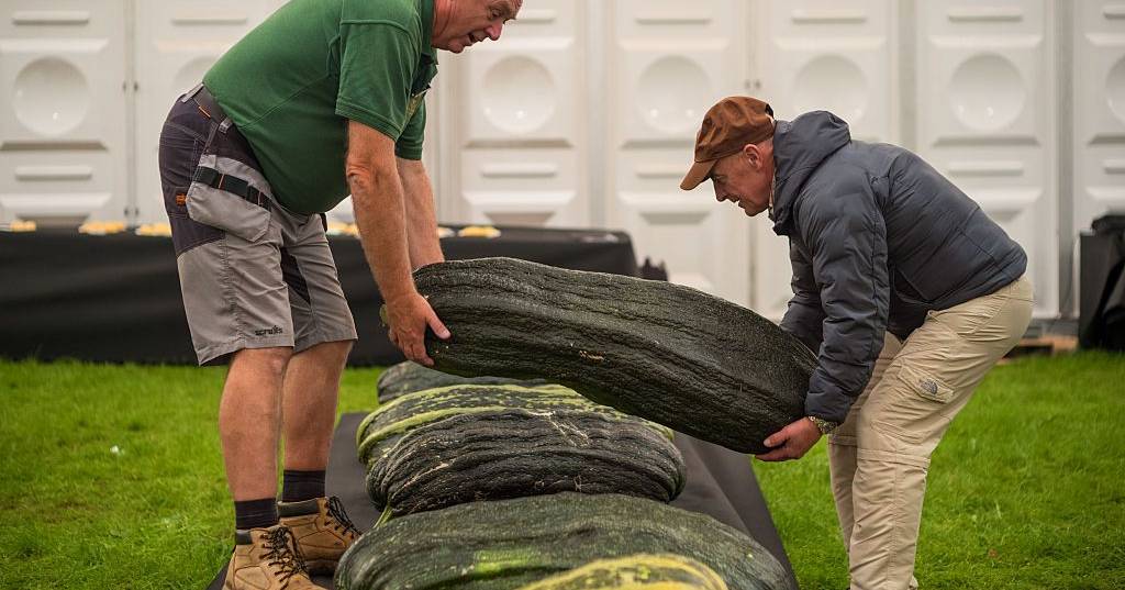 Sete recordes mundiais batidos com vegetais gigantes apesar do verão “louco”
