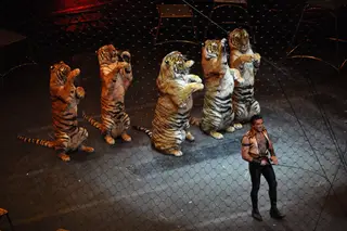 Circos sem animais, já não é uma visão do futuro