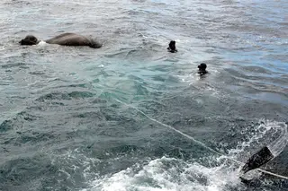Este elefante foi resgatado a 16km da costa