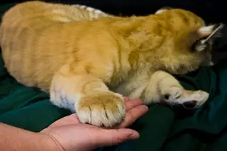 Tigre descoberto num carro