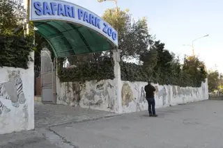 Zoo na Albânia sem condições para manter os animais