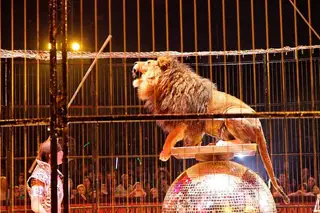 Fim de Uso de Animais Selvagens no Circo Aprovado