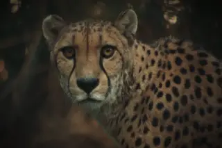 Não há espécie que resista à atividade humana