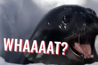Foca ingere PEN. Já não chegavam os microplásticos?