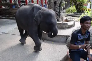 O Dumbo da vida real