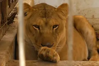 O resgate de 47 animais de um zoo em Gaza