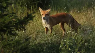O regresso da vida a Chernobyl após o desastre nuclear