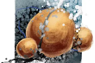 Estranhas formas de vida na Terra escondem-se... debaixo da terra