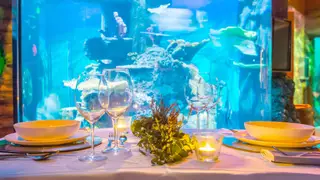 Coloque o seu amor num aquário e alimente-o bem