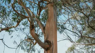 Eucalipto pode servir para tratamento de águas, revela investigação portuguesa